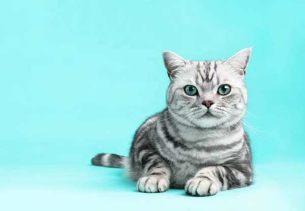 Kitten British Shorthair Silver Tabby Cat Portrait Purebred — Photo
