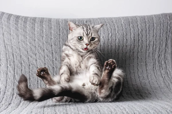 Kitten British Shorthair Silver Tabby Cat Play Home Purebred — Stock Photo, Image