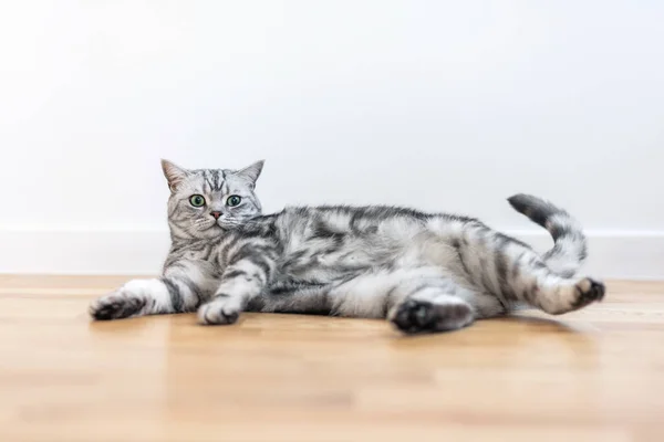 Kitten British Shorthair Silver Tabby Cat Home Purebred — Photo