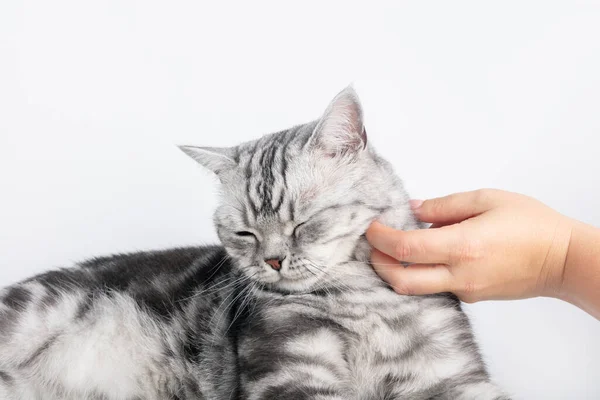 Stroking Kitten British Shorthair Silver Tabby Cat Purebred Copy Space — Stockfoto