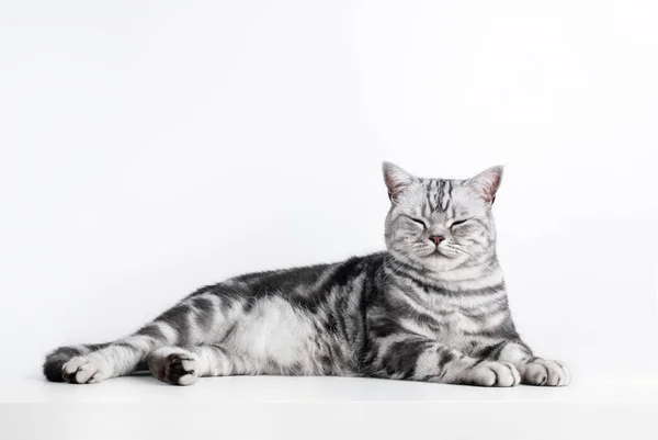 Kitten British Shorthair Silver Tabby Cat Portrait Isolated White Purebred — Stockfoto