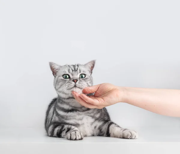 Stroking Kitten British Short Hair Silver Tabby Cat Hand Copy — Photo