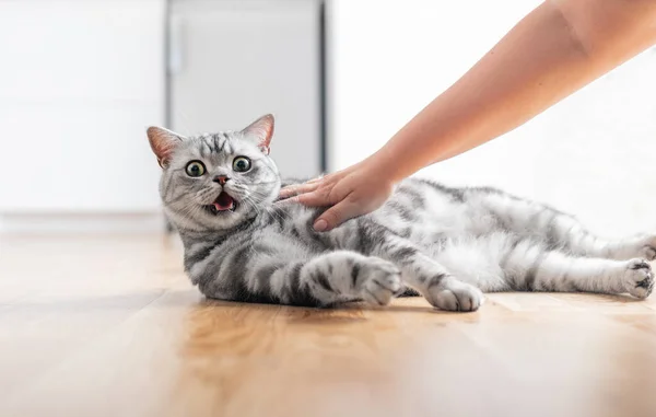 Stroking Kitten British Short Hair Silver Tabby Cat Hand Copy — Stockfoto