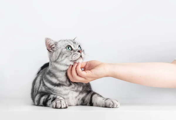 Stroking Kitten British Short Hair Silver Tabby Cat Hand Copy — Stockfoto