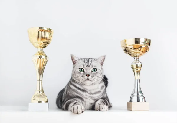 British Shorthair Silver Tabby Cat Champion Cups Best Show — Stock Photo, Image