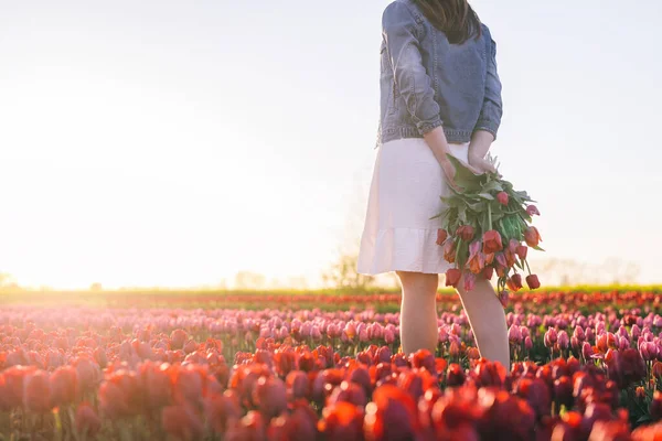 Woman with flowers bouquet on tulip field in spring. Sunset light