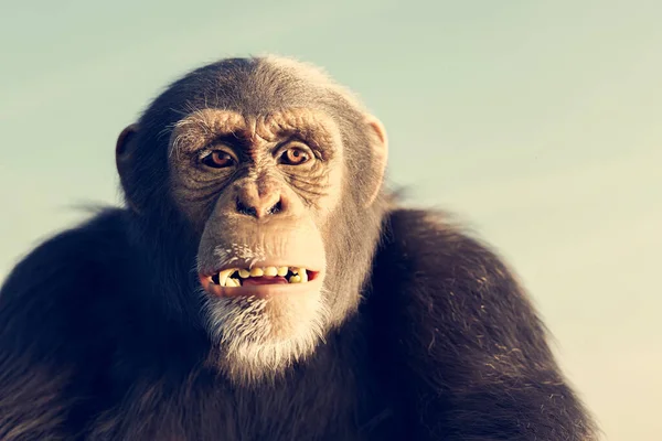 Chimpanzee Monkey Portrait Outdoor Face Close — Stockfoto
