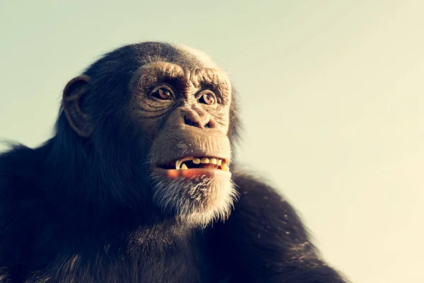 Chimpanzee Monkey Portrait Outdoor Face Close — Photo