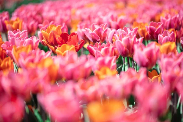 Tulpanfältet Blommar Våren Färgglada Våren Tid — Stockfoto