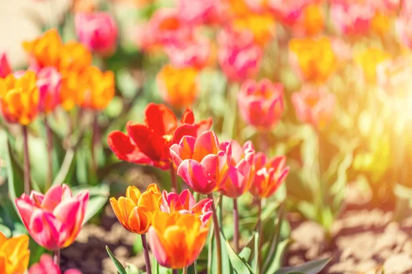 春にチューリップ畑の花を咲かせます カラフルな春 — ストック写真