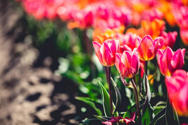 Fiori Campo Tulipano Fiore Primavera Primavera Colorata — Foto Stock