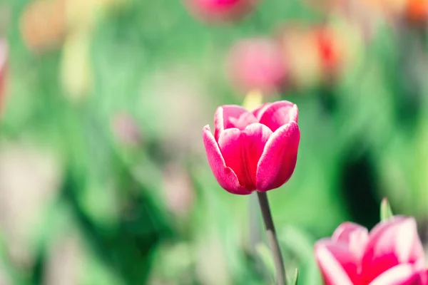 Цветок Тюльпана Весной Цветная Весна — стоковое фото