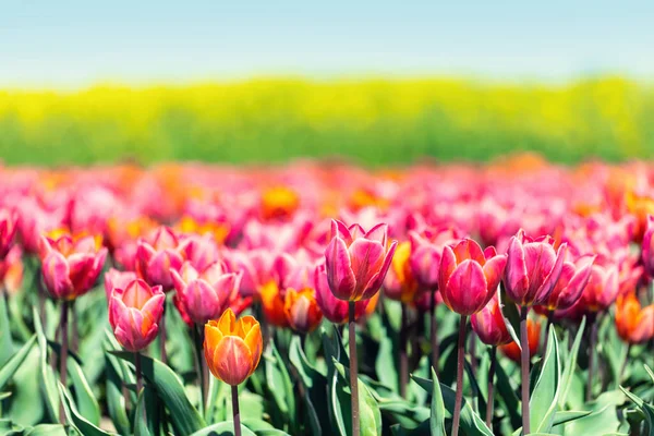 Тюльпан Полевой Пейзаж Весенние Цветы Цвету Цветы — стоковое фото