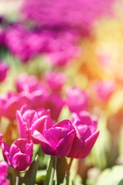 春天郁金香盛开 多姿多彩的春天 — 图库照片