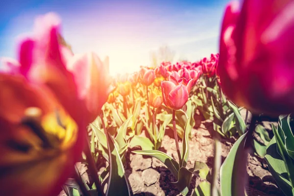 Campo Flores Tulipa Primavera Céu Azul Ensolarado Primavera Colorida — Fotografia de Stock