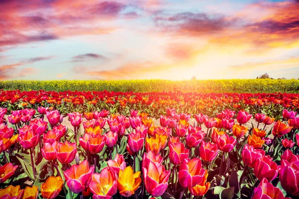Πεδίο Λουλουδιών Τουλίπας Στο Ηλιοβασίλεμα Την Άνοιξη Πολύχρωμη Άνοιξη — Φωτογραφία Αρχείου
