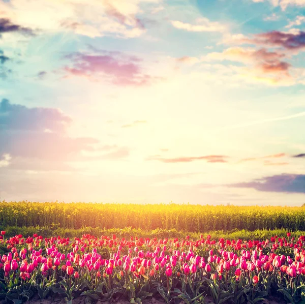Pole Kwiatów Tulipanów Zachodzie Słońca Wiosną Kolorowa Wiosna — Zdjęcie stockowe