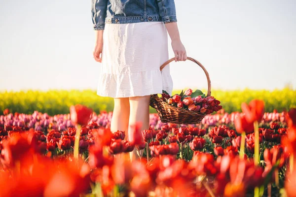 Woman with flowers in the basket on tulip field in spring. Sunset light