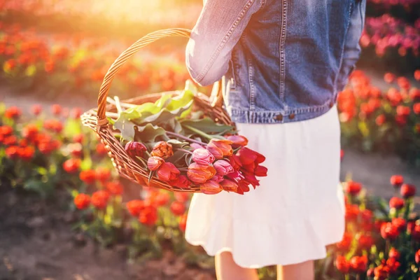 春にチューリップ畑のバスケットに花を持つ女性 鮮やかな景勝地の春 — ストック写真