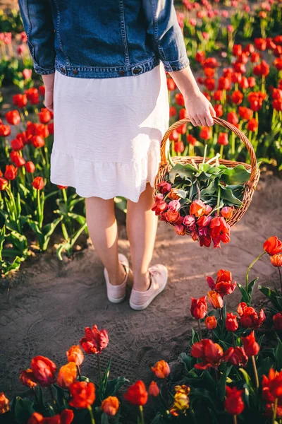 春にチューリップ畑のバスケットに花を持つ女性 鮮やかな景勝地の春 — ストック写真