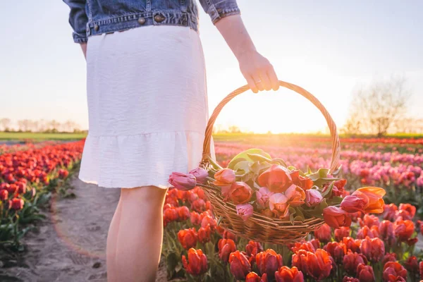 Woman Flowers Basket Tulip Field Spring Sunset Light — Stock Photo, Image