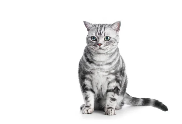Kitten Isolated White British Shorthair Silver Tabby Cat Breed Purebred — Photo