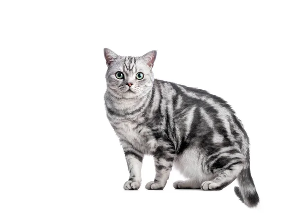 Kitten Isolated White British Shorthair Silver Tabby Cat Breed Purebred — Zdjęcie stockowe
