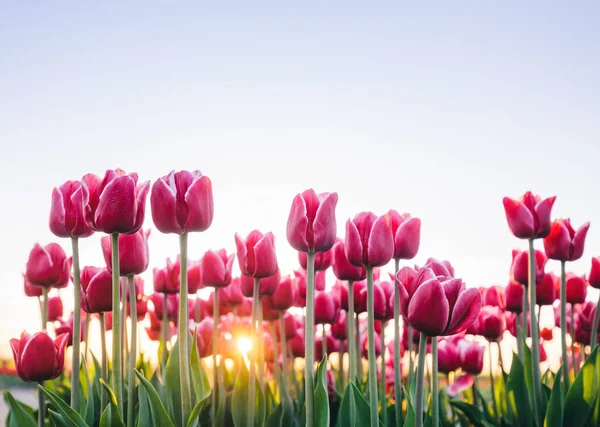 春の日没時にチューリップの花 カラフルな春 — ストック写真