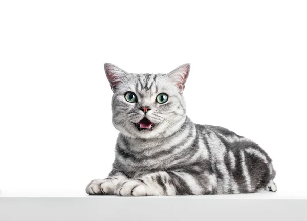 Kitten Meow Isolated White British Shorthair Silver Tabby Cat Breed — Stockfoto