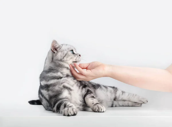 子猫を撫でる英国の短髪の銀のタビー猫 純血種 白のコピースペース — ストック写真