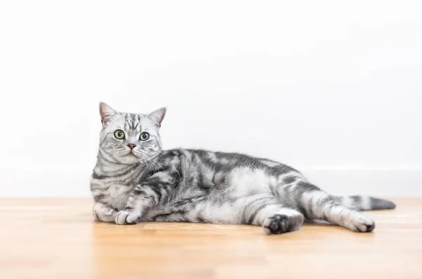 子猫英国の短髪シルバータビー猫自宅で 純血種 — ストック写真
