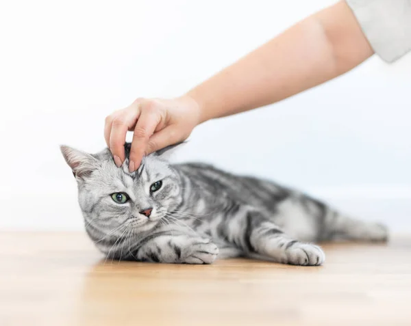 Stroking Kitten British Shorthair Silver Tabby Cat Home Purebred — Foto de Stock