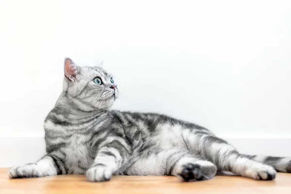 Котенок Британской Короткошерстной Серебряной Табби Кошки Дома Породистый — стоковое фото