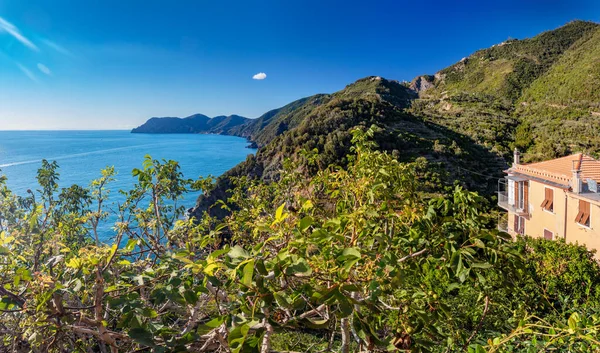 Costa Cinque Terre Com Vinhas Terraços Itália Verão Destino Turístico — Fotografia de Stock