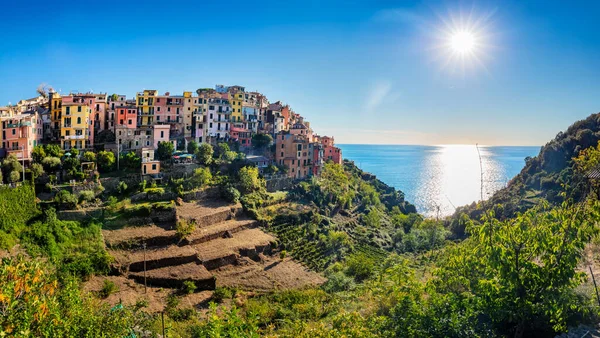 여름에는 포도원 계단식 이탈리아 테레에 닐리아 리구리아 해안의 인기있는 관광지 — 스톡 사진