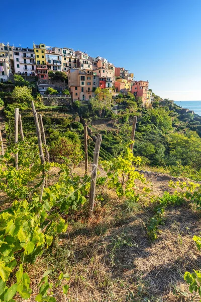 Corniglia Cinque Terre Olaszország Szőlőültetvényekkel Teraszokkal Nyáron Népszerű Turisztikai Célpont — Stock Fotó