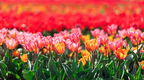 Kwiaty Pola Tulipanów Kwitną Wiosną Kolorowa Wiosna — Zdjęcie stockowe