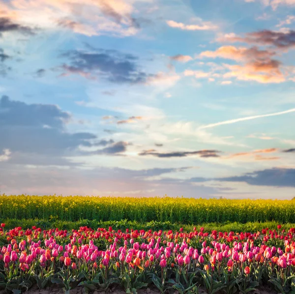 Tulip Flowers Field Sunset Spring Colorful Springtime — Stock Photo, Image