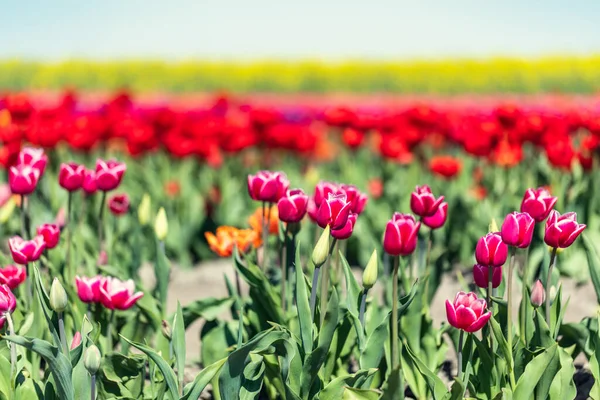 Τοπίο Τουλίπας Ανθισμένα Ανοιξιάτικα Λουλούδια Καλλιέργεια Λουλουδιών — Φωτογραφία Αρχείου