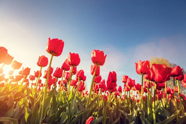 春の青空にチューリップの花のフィールド カラフルな春 — ストック写真