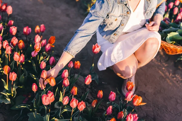 春にチューリップ畑で花を摘む女性 日没の光 — ストック写真