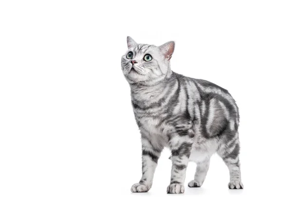 Kitten Isolated White British Shorthair Silver Tabby Cat Breed Purebred — Stockfoto