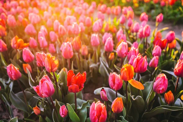 Fazenda Campo Flores Tulipa Paisagem Primavera Pôr Sol Flores Que — Fotografia de Stock