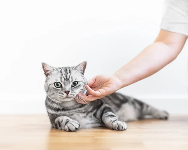 Stroking Kitten British Shorthair Silver Tabby Cat Home Purebred — Foto Stock