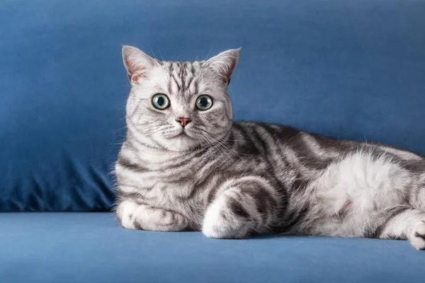 Kitten British Shorthair Silver Tabby Cat Couch Home Purebred — Stockfoto