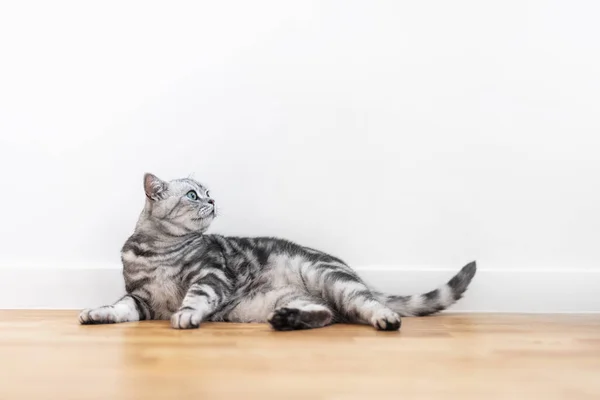 Kitten British Shorthair Silver Tabby Cat Home Purebred — Stockfoto