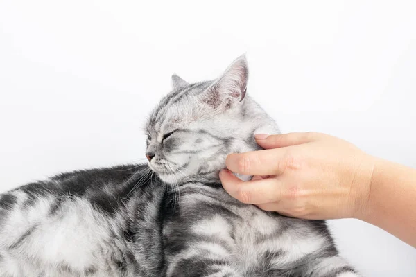 Stroking Kitten British Shorthair Silver Tabby Cat Purebred Copy Space — Foto Stock
