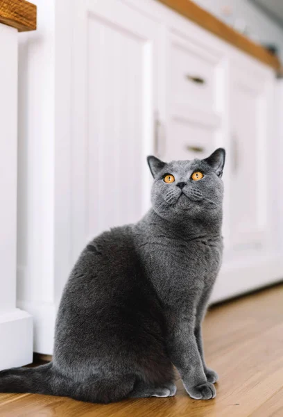 Gato Britânico Casa Retrato Britânico Raça Shorthair — Fotografia de Stock