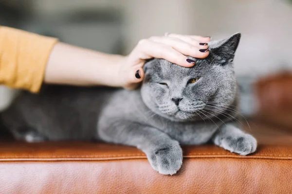 Kéz Simogató Brit Macska Aranyos Kisállat — Stock Fotó
