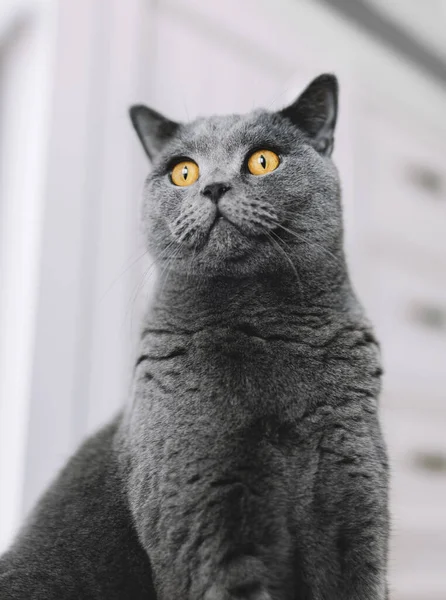 British Cat Home Portrait British Shorthair Breed — Stock Photo, Image